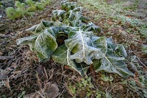 frozen cabbage in the courtyard photo