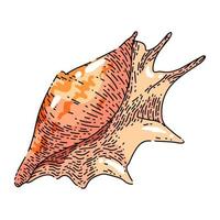 shell sea sketch hand drawn vector