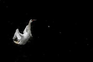 open wings Swan isolated on black photo