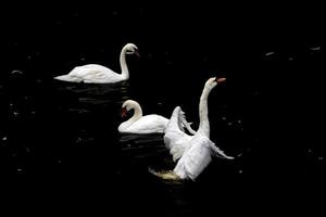 open wings Swan isolated on black photo