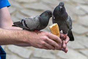 palomas comiendo pan de manos de hombre foto