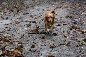 happy puppy dog cocker spaniel jumping photo