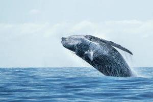 humpback whale breaching in cabo san lucas photo