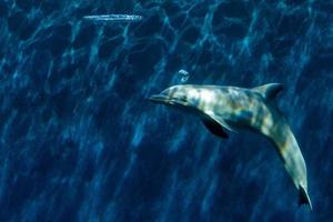 Dolphin playing with bubbles Underwater photo