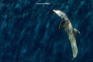 Dolphin playing with bubbles Underwater photo