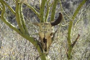 dead cow skull on cactus with warning sign photo