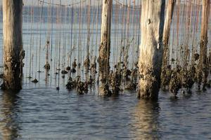 Mussels breeding in Chioggia Italy photo