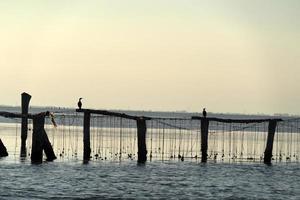 Mussels breeding in Chioggia Italy photo