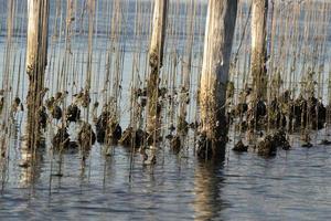 Mussels breeding in Chioggia Italy photo