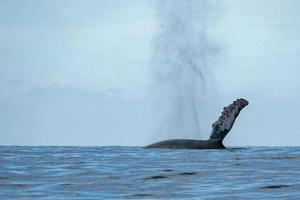 aleta de ballena jorobada en cabo san lucas foto