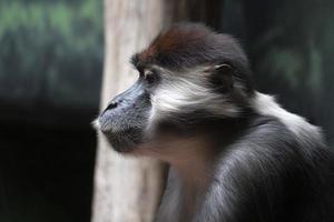 Red capped mangabey ape monkey photo