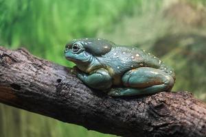 Splendid tree frog on a branch photo