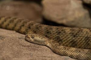 panamint rattlesnake california desert photo