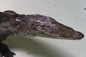 west african crocodile photo