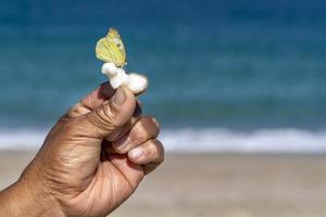 Yellow butterfly on human hands photo