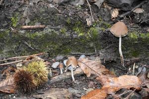 hongo de otoño en el bosque foto