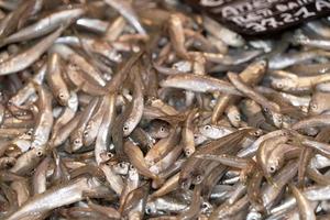 sardinas frescas en el mercado de pescado