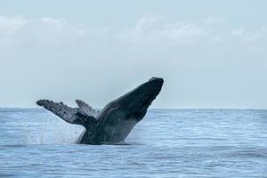 ballena jorobada saltando en cabo san lucas foto