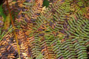 autumn leaves color in the forest photo