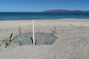 Turtle nest on the beach baja california sur mexico photo