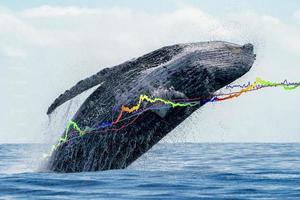 humpback whale breaching photo