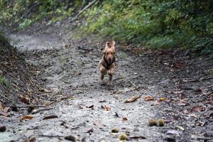 puppy dog cocker spaniel running in the autumn courtyard photo