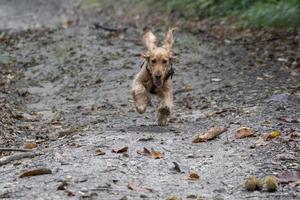 cachorro cocker spaniel corriendo en el patio de otoño foto