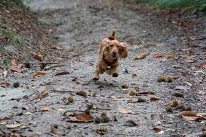 puppy dog cocker spaniel running in the autumn courtyard photo