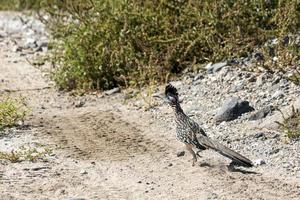 pájaro correcaminos de cerca foto