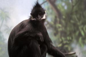 francois langur simio mono de china y vietnam foto
