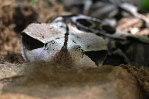 víbora de Gabón de África occidental foto