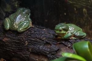 espléndida rana arborícola en una rama foto