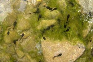 frog tadpole in a swamp photo