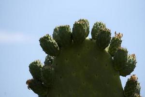 higo chumbo sicilia mar mediterráneo cactus foto