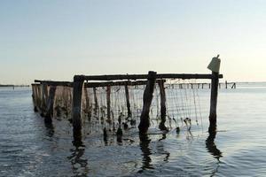 Mussels breeding in Chioggia Italy photo