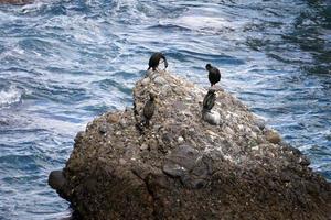 Cormorant on a rock photo