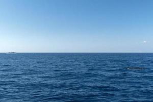 Sperm Whale watching boat at sunset photo