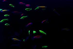 neon fish in aquarium photo