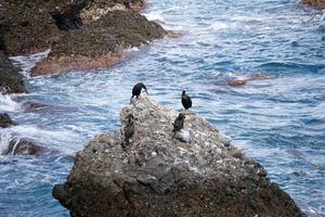 Cormorant on a rock photo