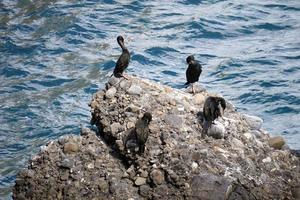 Cormorant on a rock photo