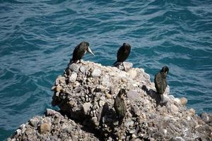 Cormorant on a rock photo