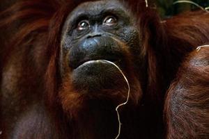 orangutan face portrait photo