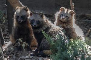 Raccoon dog close up portrait photo