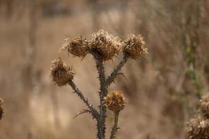 wild artichoke plant in sicily photo