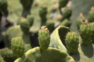 prickly pear Sicily Mediterranean Sea Cactus photo