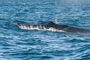 ballena jorobada respirando en cabo san lucas