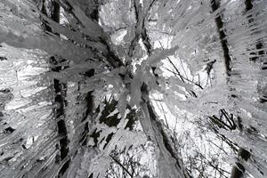 icicles frozen ice on tree branches photo