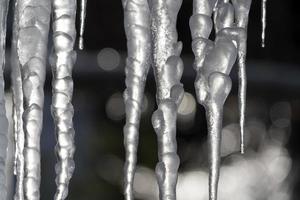 icicles frozen ice on tree branches photo