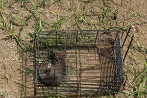 ratón en una jaula trampa foto