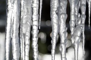 icicles frozen ice on tree branches photo